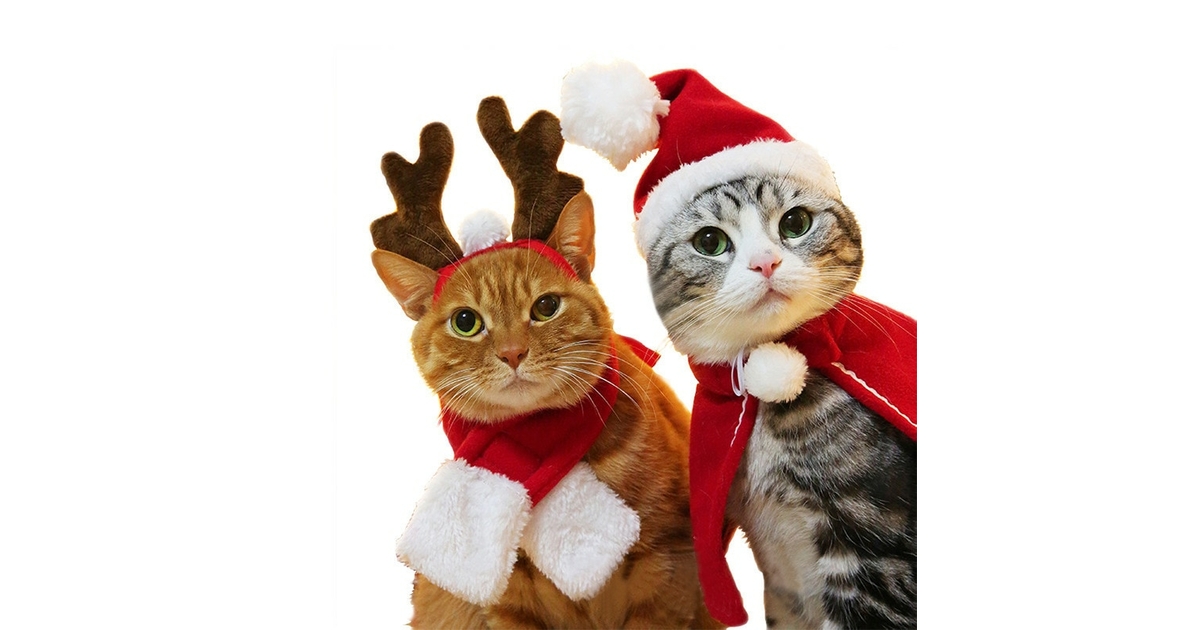 Habit de noel pour chat Costumes Habit de noel pour chat au chat heureux